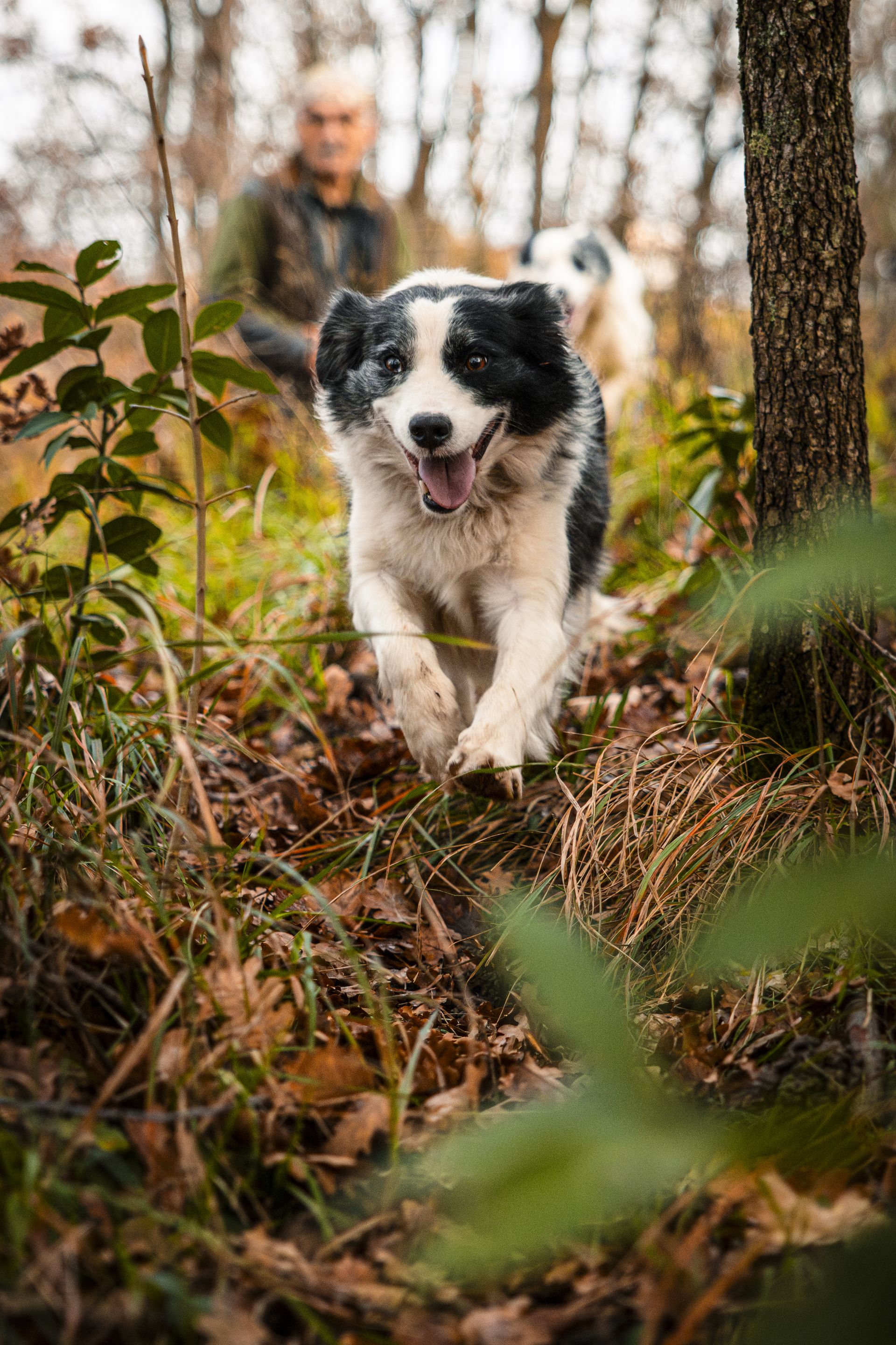 Border collie teče skozi gozd